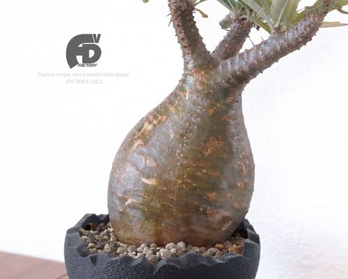 塊根植物 鉢 植木鉢 Adv-024-L (140×84) おしゃれ 多肉 塊根 黒 室内