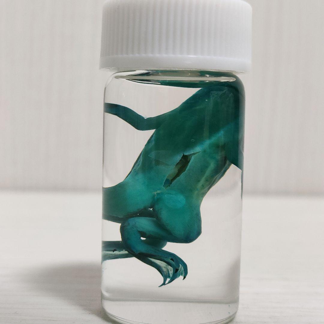 液浸標本】軟骨染色 アフリカツメガエル 約3cm 標本素材 アルシアン